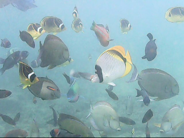 Day 18 snorkeling-